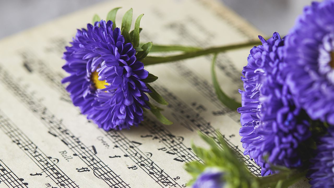 Wallpaper daisies, flowers, notes, purple