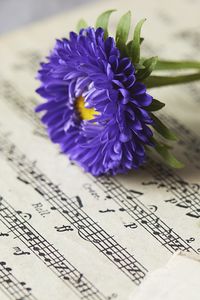 Preview wallpaper daisies, flowers, notes, purple