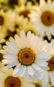 Preview wallpaper daisies, flowers, petals, focus