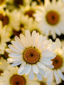 Preview wallpaper daisies, flowers, petals, focus