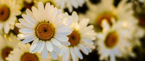 Preview wallpaper daisies, flowers, petals, focus