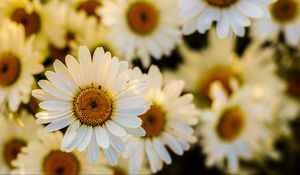 Preview wallpaper daisies, flowers, petals, focus