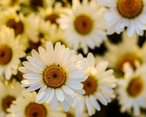 Preview wallpaper daisies, flowers, petals, focus