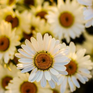 Preview wallpaper daisies, flowers, petals, focus