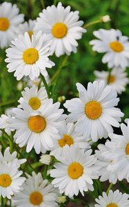 Preview wallpaper daisies, flowers, petals, grass