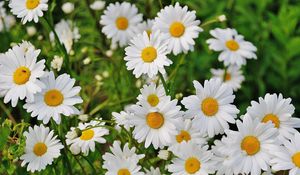 Preview wallpaper daisies, flowers, petals, grass