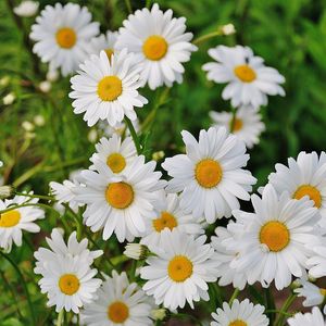 Preview wallpaper daisies, flowers, petals, grass