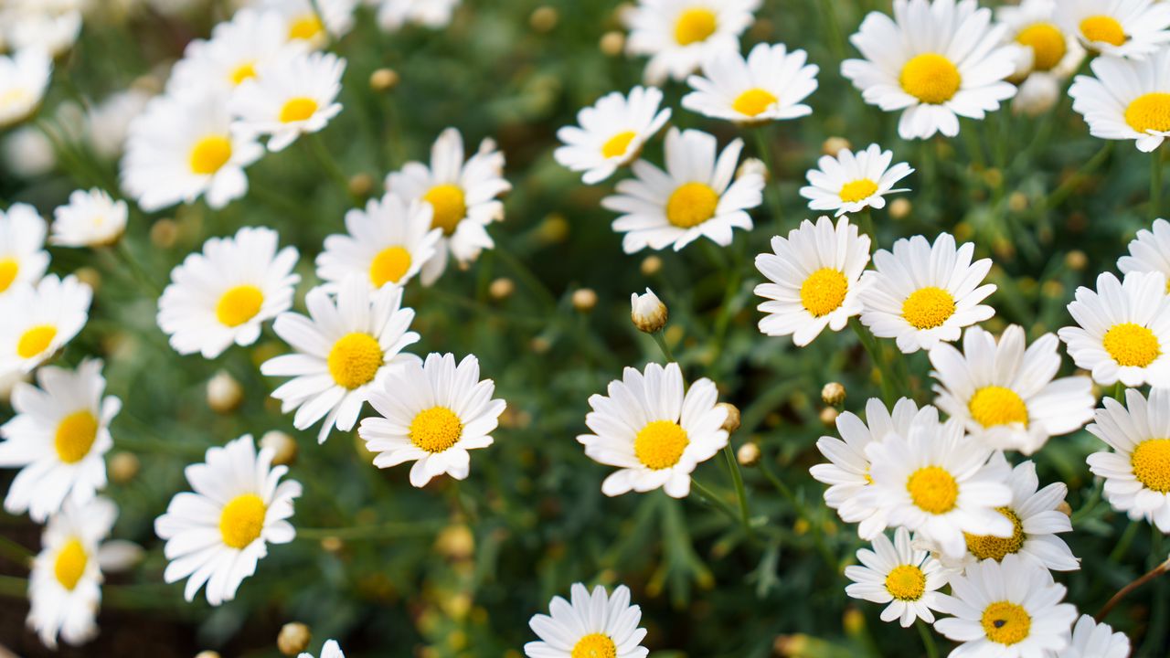 Wallpaper daisies, flowers, petals, nature, blur