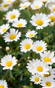 Preview wallpaper daisies, flowers, petals, nature, blur