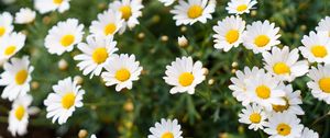 Preview wallpaper daisies, flowers, petals, nature, blur