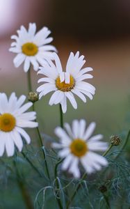 Preview wallpaper daisies, flowers, petals, summer, plants