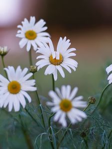 Preview wallpaper daisies, flowers, petals, summer, plants