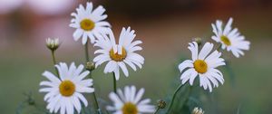 Preview wallpaper daisies, flowers, petals, summer, plants