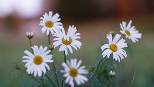 Preview wallpaper daisies, flowers, petals, summer, plants