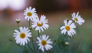 Preview wallpaper daisies, flowers, petals, summer, plants