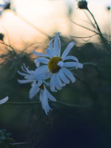 Preview wallpaper daisies, flowers, petals, blur, plants