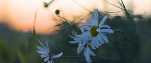 Preview wallpaper daisies, flowers, petals, blur, plants