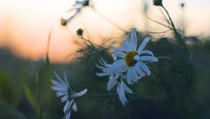 Preview wallpaper daisies, flowers, petals, blur, plants