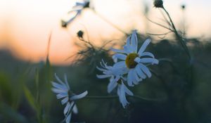 Preview wallpaper daisies, flowers, petals, blur, plants