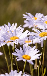 Preview wallpaper daisies, flowers, petals