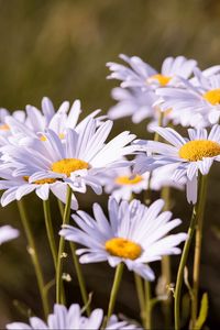 Preview wallpaper daisies, flowers, petals