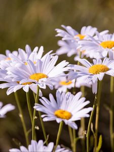 Preview wallpaper daisies, flowers, petals