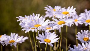 Preview wallpaper daisies, flowers, petals