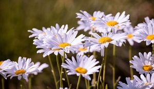 Preview wallpaper daisies, flowers, petals