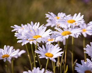 Preview wallpaper daisies, flowers, petals