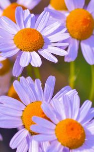 Preview wallpaper daisies, flowers, petals, buds