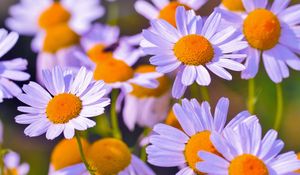 Preview wallpaper daisies, flowers, petals, buds