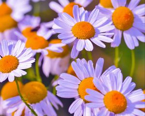 Preview wallpaper daisies, flowers, petals, buds