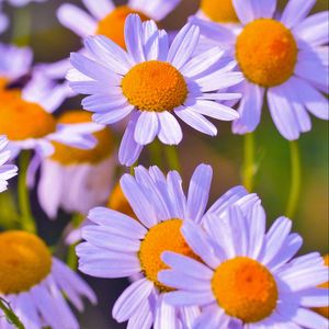 Preview wallpaper daisies, flowers, petals, buds