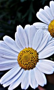 Preview wallpaper daisies, flowers, petals