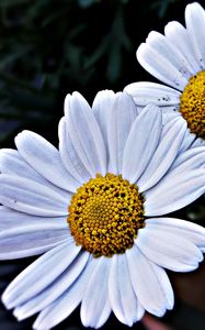 Preview wallpaper daisies, flowers, petals