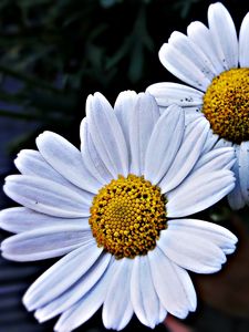 Preview wallpaper daisies, flowers, petals