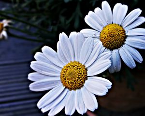 Preview wallpaper daisies, flowers, petals
