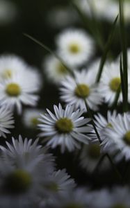 Preview wallpaper daisies, flowers, petals, plants, blur