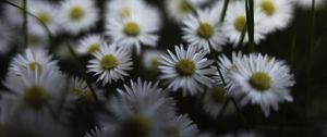 Preview wallpaper daisies, flowers, petals, plants, blur