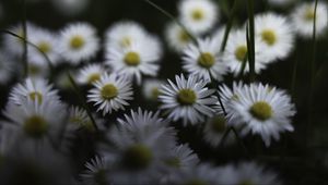 Preview wallpaper daisies, flowers, petals, plants, blur