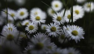 Preview wallpaper daisies, flowers, petals, plants, blur