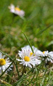 Preview wallpaper daisies, flowers, petals, grass, summer