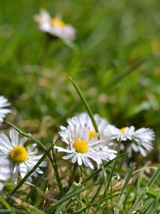 Preview wallpaper daisies, flowers, petals, grass, summer