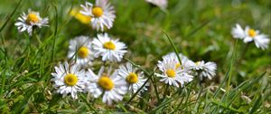 Preview wallpaper daisies, flowers, petals, grass, summer