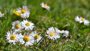 Preview wallpaper daisies, flowers, petals, grass, summer