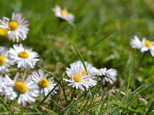 Preview wallpaper daisies, flowers, petals, grass, summer