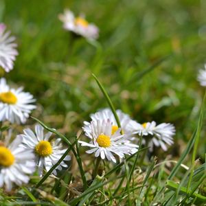 Preview wallpaper daisies, flowers, petals, grass, summer