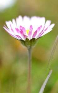 Preview wallpaper daisies, flowers, petals, buds, blur