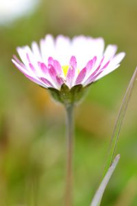 Preview wallpaper daisies, flowers, petals, buds, blur