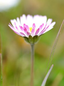 Preview wallpaper daisies, flowers, petals, buds, blur